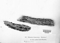 Creosphaeria sassafras image